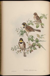Euspiza elegans = Emberiza elegans af John Gould